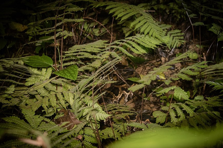 “独特的中秋之夜，将野生动物放回大自然”活动的目的是继续大力开展菊芳国家公园野生动物保护工作，有助于让这里自然环境更丰富多样。传出社区积极携手救护和保护野生动物的信息。参加该活动的儿童们均为该公园昼夜执行保护森林、保护国家绿色之肺的护林员们的子女。图为被放回大自然之前的网纹蟒个体。图：Vietnam+