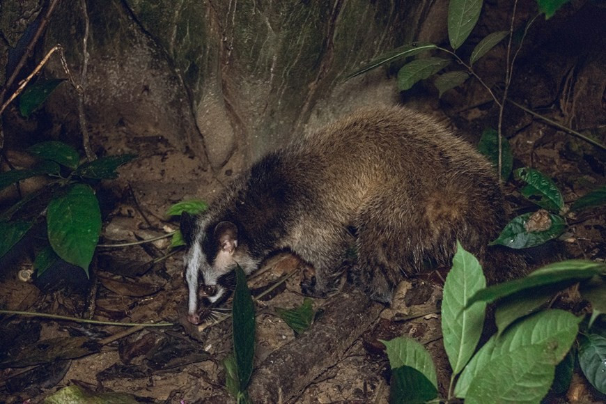 从2021年3月，公园已把救护野生动物后并将其放回大自然活动发展成为“回家”旅游线路，有助于将许多从野生动物非法贸易和运输案解救出来的动物个体放回大自然。为了继续发挥该旅游线路的效果，公园已举行“独特的中秋之夜，将野生动物放回大自然”活动。该活动的目的是继续大力开展菊芳国家公园野生动物保护工作。图为“回家”之前的灵猫个体。图：Vietnam+