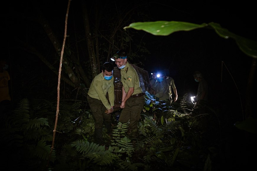 国足前球员阮文士已参加了“独特的中秋之夜，将野生动物放回大自然”活动。参加该活动的儿童们均为该公园昼夜执行保护森林、保护国家绿色之肺的护林员们的子女。将野生动物放回大自然活动释放出环境教育工作取得积极效果的信号，为儿童们一起将动物放回大自然创造机会，提升环境教育工作的效果。图：Vietnam+