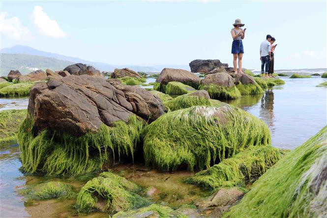  南乌礁石被一层厚厚而柔软的绿色苔藓覆盖。越通社记者陈黎林 摄