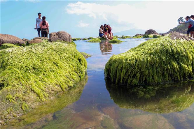 荒野的石礁变得异常美丽迷人，吸引众多四面八方游客前来观光拍照。越通社记者陈黎林 摄