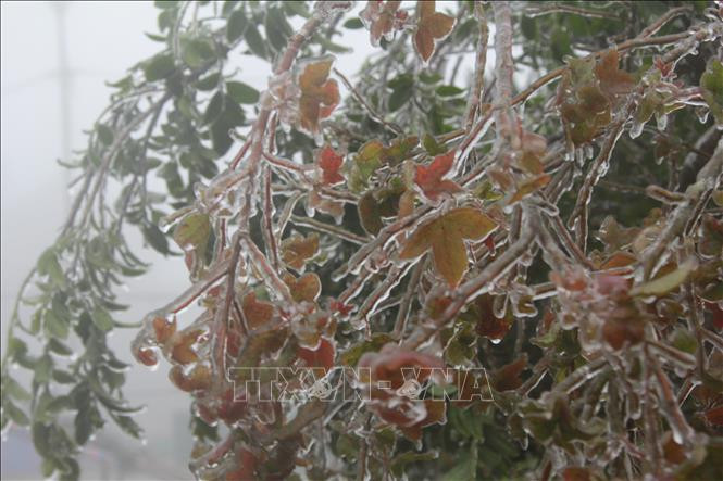 谅山省母山温度零降至2摄氏度，出现冰冻天气。图自越通社