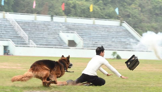 军犬抓捕“罪犯”。（图片来源：越南《人民军队报》）