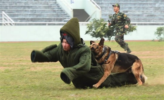 军犬抓捕“罪犯”。（图片来源：越南《人民军队报》）