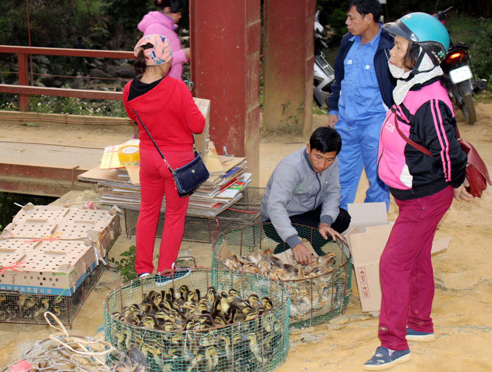 鸡苗和鸭苗摊。越通社记者 功宣 摄
