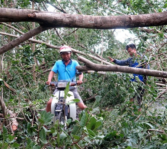 广义市很多树木被吹断，阻断居民们的出行。图自 越通社
