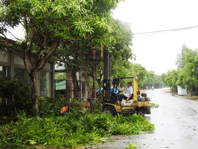 ​修剪加固树木以防范台风。（图片来源：越通社）