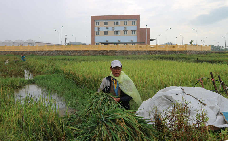 提前收获水稻以防台风。图片来源：越通社）