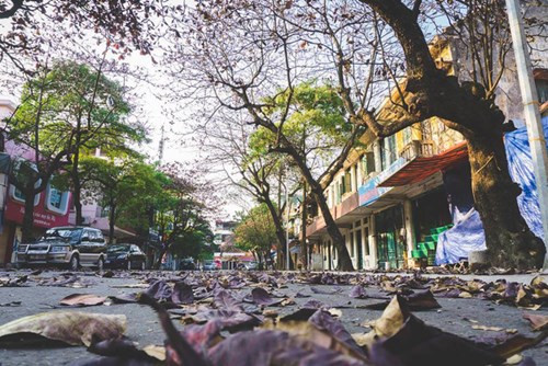 穿上红色外衣的榄仁树行给河内街道带来极为宁静、平安的空间。（图片来源：《人民军队报》）