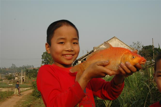 被誉为越南北部鲤鱼养殖基地最大的首府--富寿省锦溪县绥禄乡水沉村红鲤鱼养殖业日益发达。（图自：越通社）