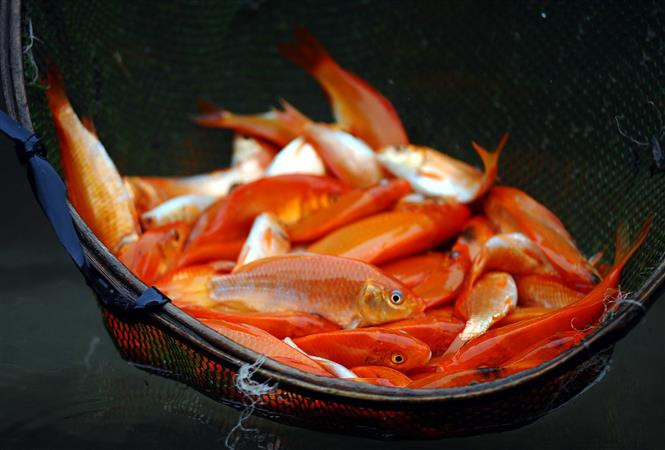 红鲤鱼养殖业不仅有助于提高当地居民的生活水平，同时也是水沉乡的传统文化特色。（图自：越通社）