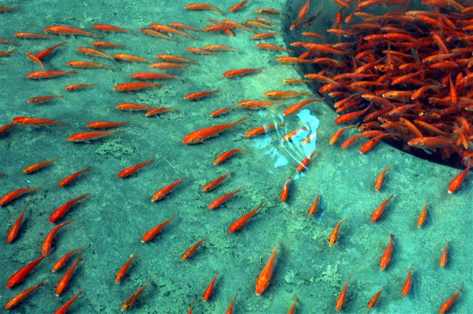 人们可以选择纸鲤鱼或者活鲤鱼，但大多数人们都选购活鲤鱼。（图自：越通社）