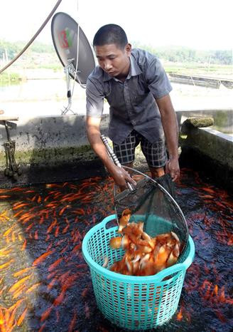 鲤鱼身上的红色实在点亮了这个山区县。（图自：越通社）
