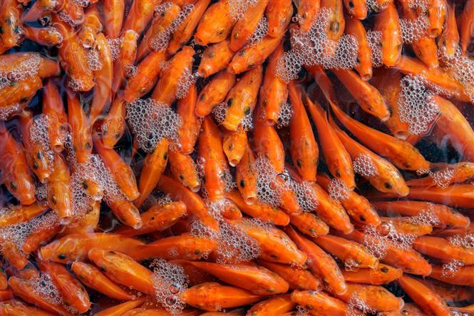 这几天来，越南富寿省锦溪县绥禄乡水沉“鲤鱼”村热闹了起来。（图自：越通社）