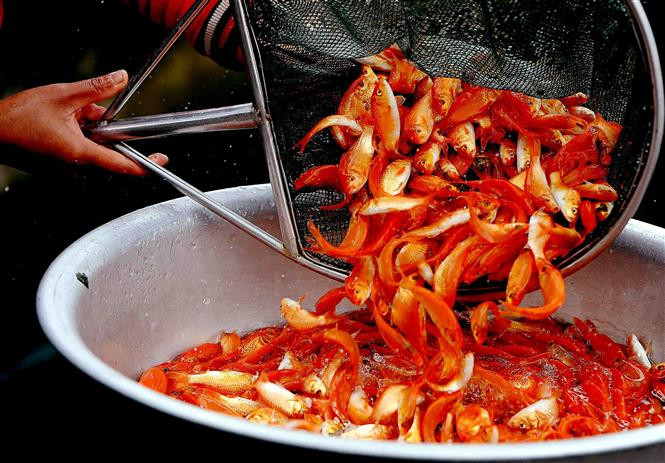 红鲤鱼养殖业给村民带来很大的经济收益。（图自：越通社）