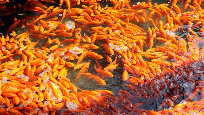 多年来，红鲤鱼养殖业使水沉村许多家庭由贫穷走向了富足，让水沉这一丘陵山区县面貌焕然一新。（图自：越通社）