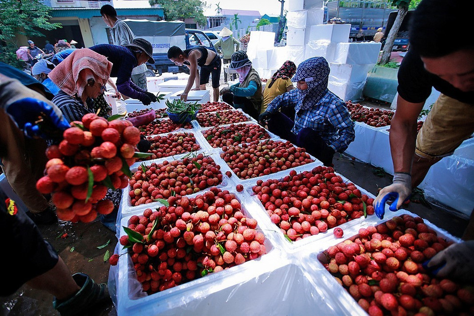 越南荔枝远销三十多个国家和地区。越通社记者 摄
