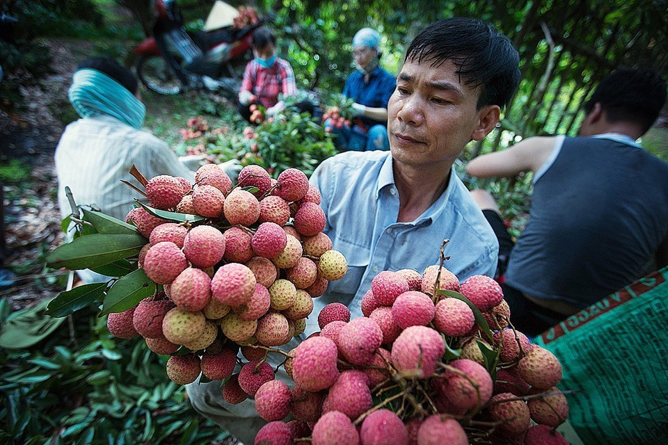  采用越南良好农业规范（VietGap）和全球良好农业规范（Global GAP）标准的荔枝种植面积日益扩大。越通社记者 摄