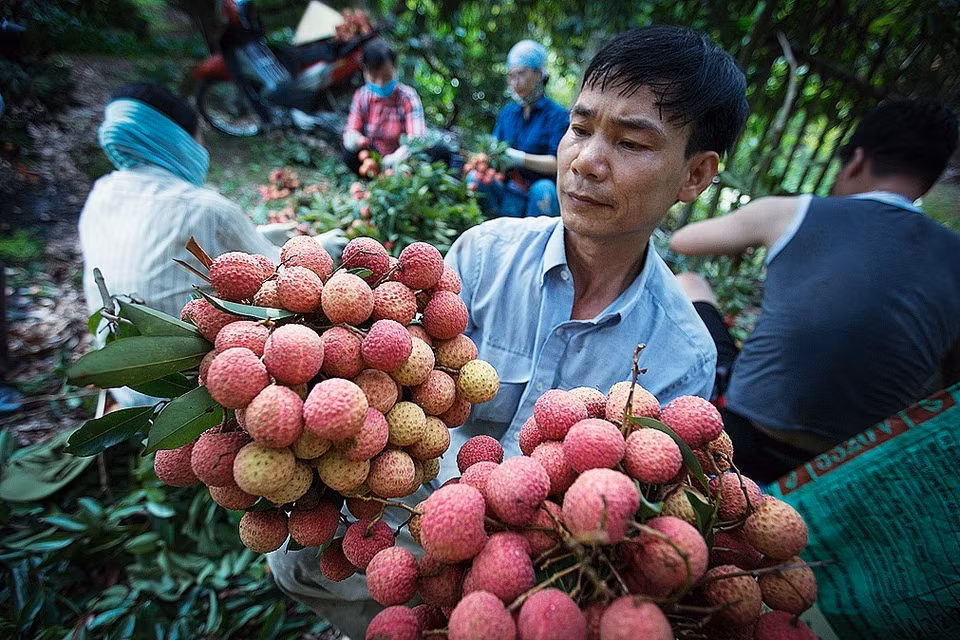  采用越南良好农业规范（VietGap）和全球良好农业规范（Global GAP）标准的荔枝种植面积日益扩大。越通社记者 摄