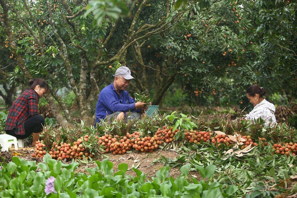  采用越南良好农业规范（VietGap）和全球良好农业规范（Global GAP）标准的荔枝种植面积日益扩大。越通社记者 摄