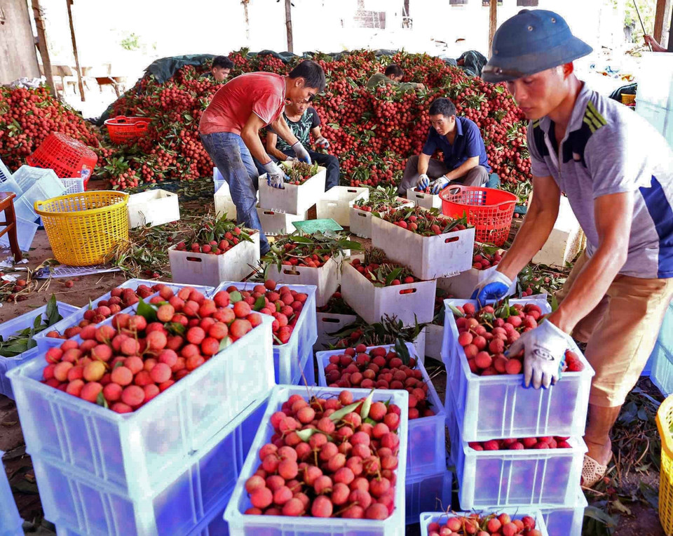 越南荔枝远销三十多个国家和地区。越通社记者 摄