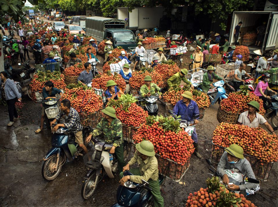 越南荔枝远销三十多个国家和地区。越通社记者 摄