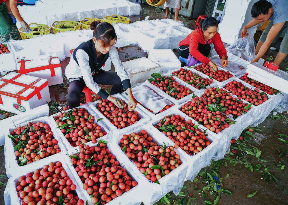 越南荔枝远销三十多个国家和地区。越通社记者 摄