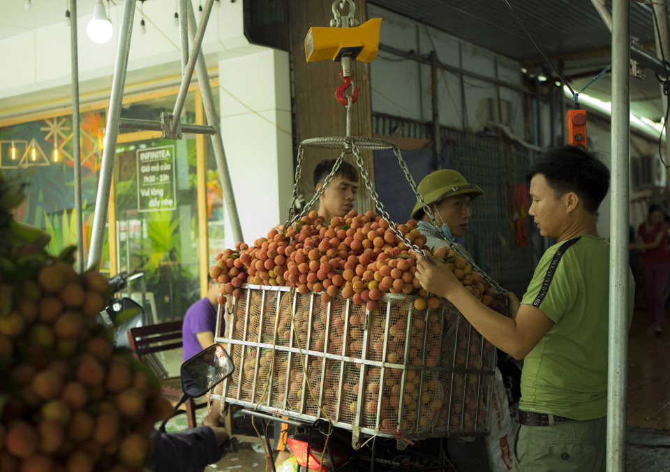 越南荔枝远销三十多个国家和地区。越通社记者 摄