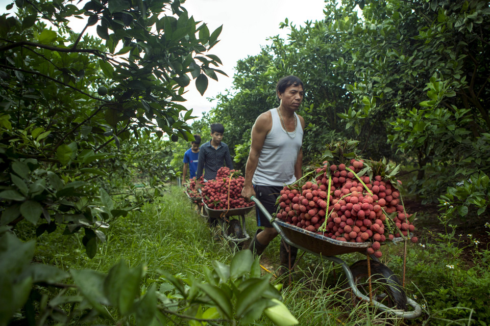  采用越南良好农业规范（VietGap）和全球良好农业规范（Global GAP）标准的荔枝种植面积日益扩大。越通社记者 摄