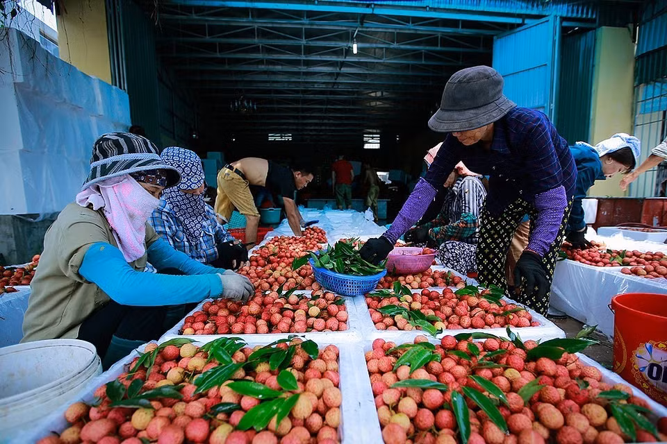 越南荔枝远销三十多个国家和地区。越通社记者 摄