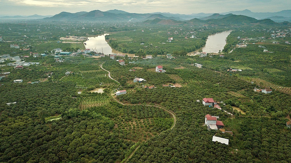  采用越南良好农业规范（VietGap）和全球良好农业规范（Global GAP）标准的荔枝种植面积日益扩大。越通社记者 摄