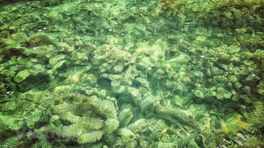  除了雄伟壮观的喀斯特地貌及流经山谷的河流和溪泉，长安还拥有丰富的原始植物生态系统、森林和湿地生态系统。图自Vietnamplus