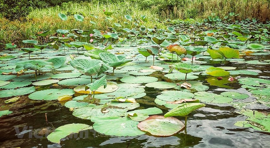 除了雄伟壮观的喀斯特地貌及流经山谷的河流和溪泉，长安还拥有丰富的原始植物生态系统、森林和湿地生态系统。图自Vietnamplus