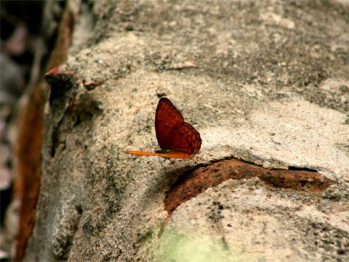 游客将沉迷于美丽如画的自然风景中（图片来源：Vnexpress）