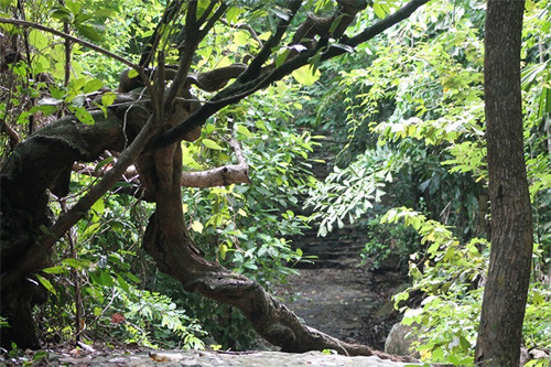 穿过热带森林，距离中心往西4公里处就是Ong Dung海滩（图片来源：Vnexpress）