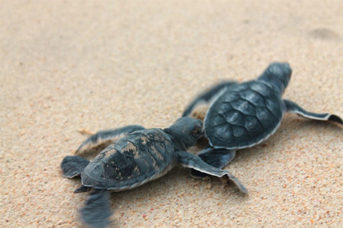 游客有机会目睹小海龟在沙滩上孵化（图片来源：Vnexpress）