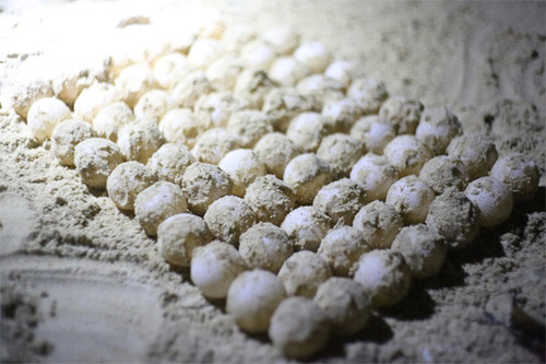 游客可以参观海龟生蛋（图片来源：Vnexpress）