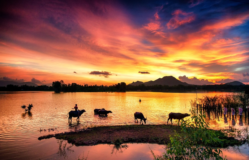 静边县茶师（Trà Sư）白干层树林宁静的下午时光。图自vnexpress.net