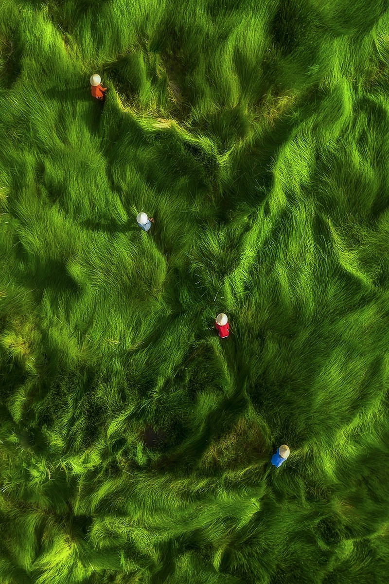 女摄影师庆潘参加2021年世界无人机摄影大赛的《清除杂草》摄影作品。这个作品在广南省田地上拍摄。图片来源：vnexpress.net