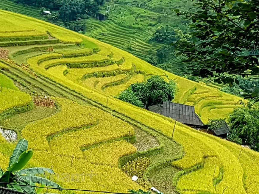 9月末10月初，黄树腓千亩梯田层层叠叠，金色稻海绘丰收画卷。图自越通社