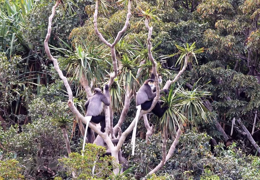 主山国家公园是1500多种植物的栖息地，其中有10种特物种、54种被列入越南红皮书和世界红色名录的珍稀物种，其中包括黑腿叶猴。图自 越通社