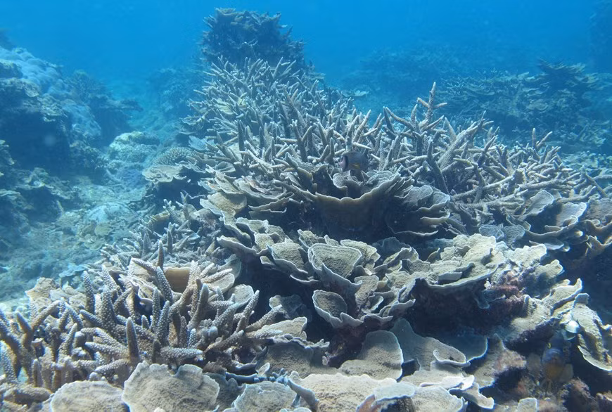 主山生物圈保护区是350 多种珊瑚、数百种海洋动物的栖息之地。图自 越通社