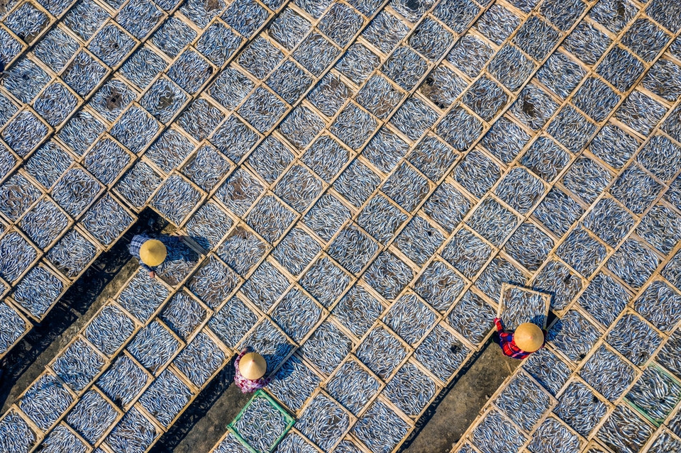摄影师阮晋俊的《晒鱼干》摄影作品是在巴地头顿省拍摄。图片来源：vnexpress.net