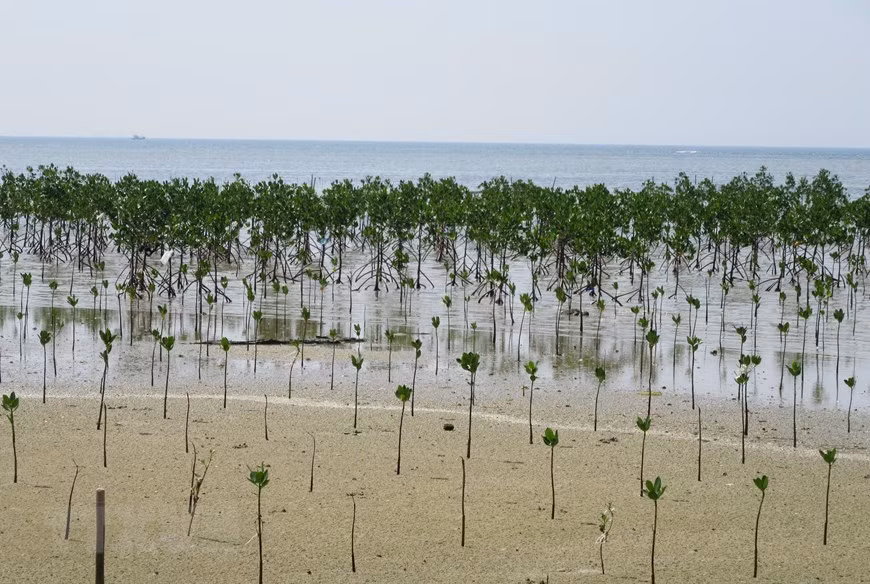 主山生物圈保护区里的红树林。图自 越通社