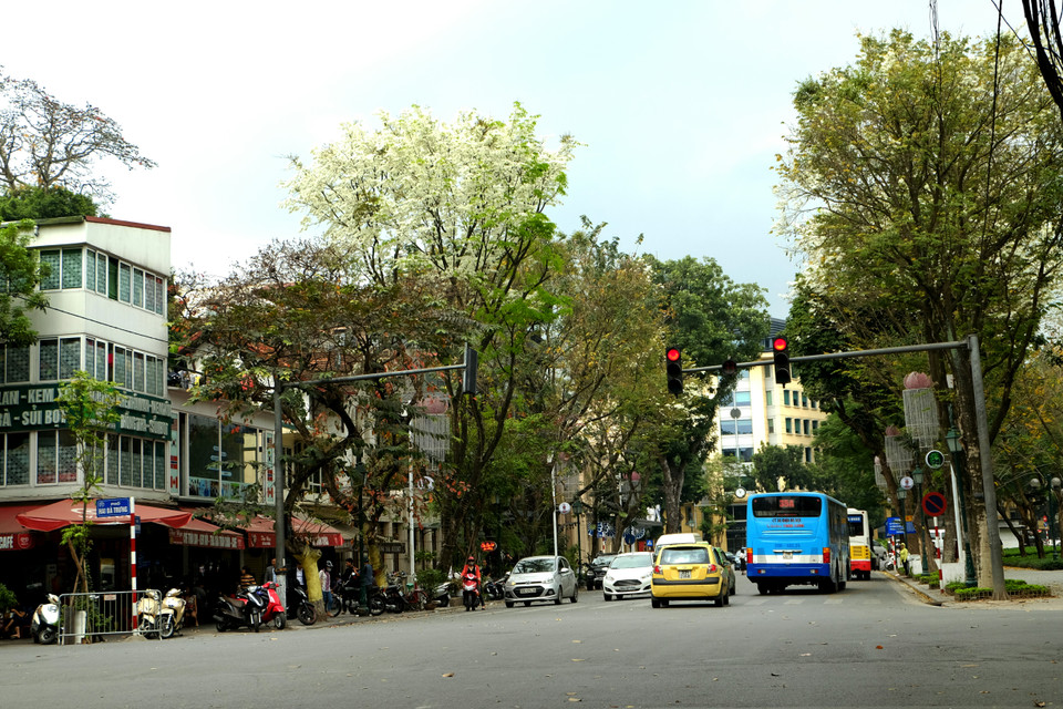 黄檀花开出的白色点缀着河内各条街道。越通社记者 祥安 摄。