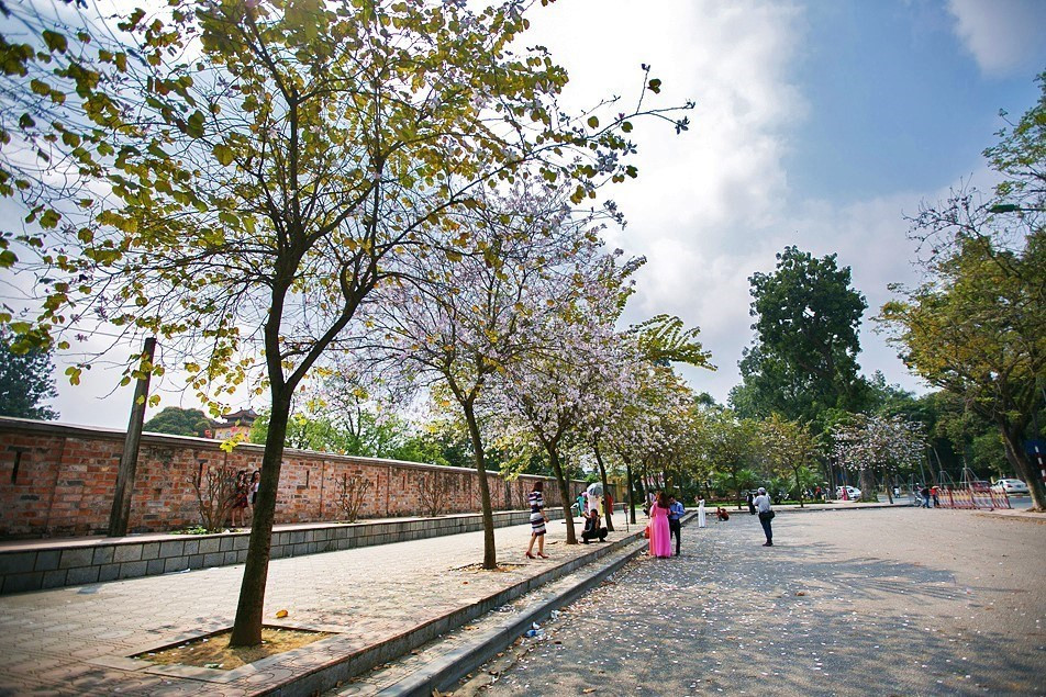 黃耀街盛开着羊蹄花，吸引国内外游客前来观光摄影。越通社记者 重达 摄。