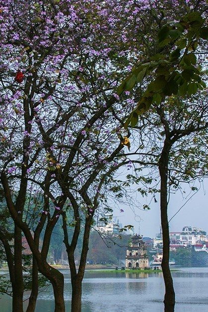 还剑湖旁边的羊蹄花。越通社记者 重达 摄。