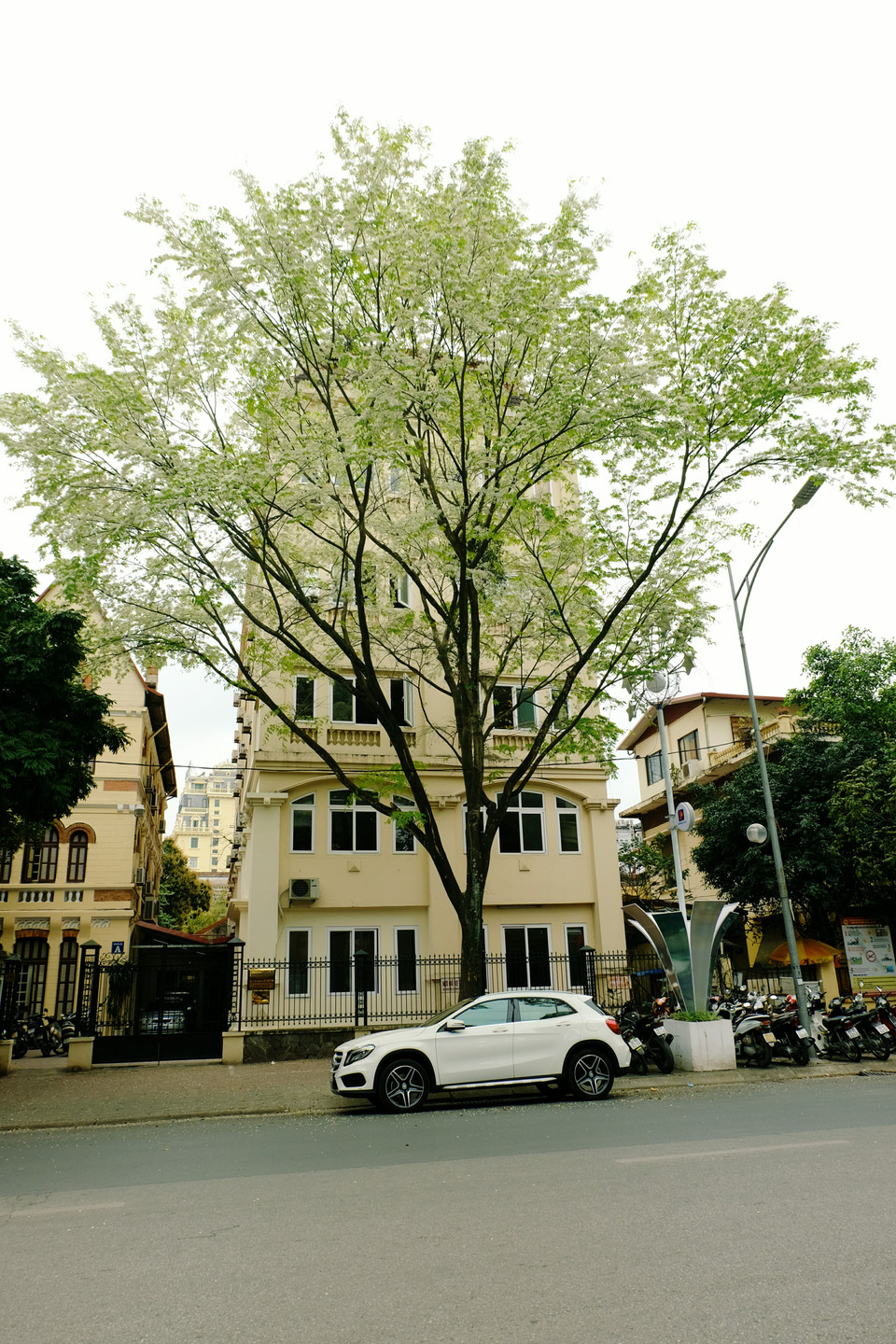 吴权路上黄檀花。越通社记者 祥安 摄。