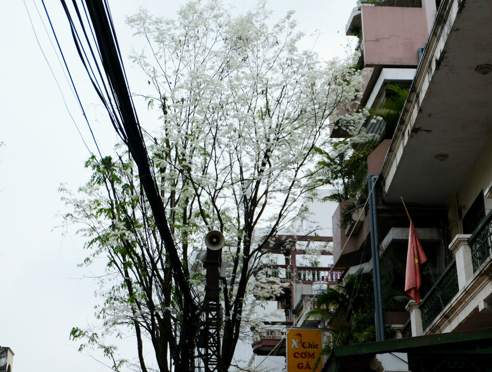 阮劝路的黄檀花。越通社记者 祥安 摄。