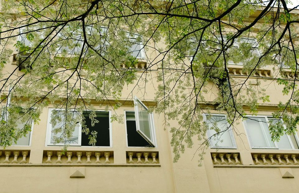 纯洁的白色黄檀花使首都河内变得平静、浪漫无比。越通社记者 祥安 摄。